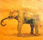 elephante
