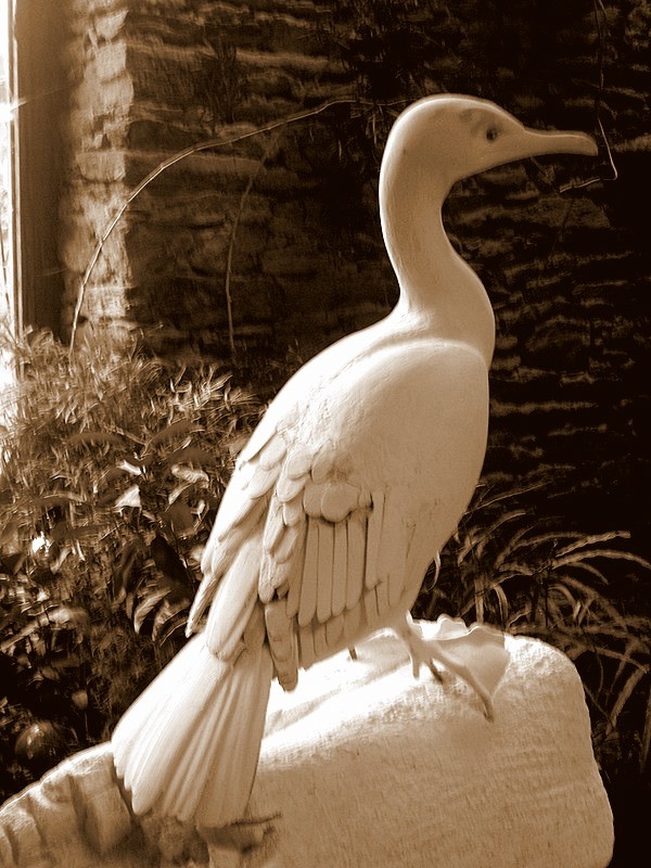 taille oiseau muséographie cité des sciences paris